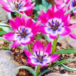 Тюльпан Little Beauty