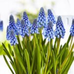 Мускарі Big Smile - Зображення 2