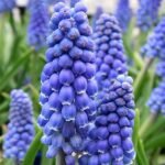 Мускарі Big Smile