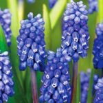 Мускарі Dark Eyes  - Зображення 2