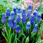 Мускарі Dark Eyes 