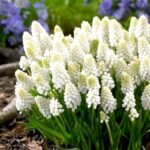 Мускарі Casablanca - Зображення 2