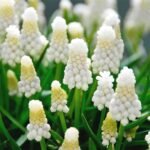 Мускарі Casablanca