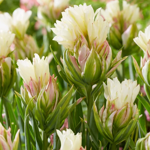 mystery-valley-02-500x500 Тюльпан махровий Mystery Valley - Зображення 1