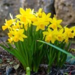 Нарцис Golden Carpet - Зображення 2