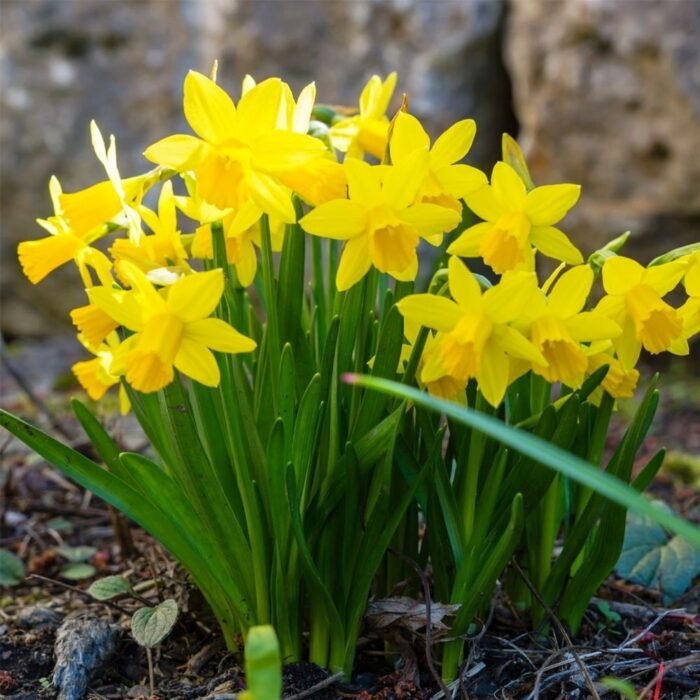 Нарцис Golden Carpet - Зображення 2