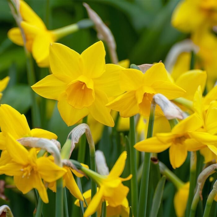 narciss-golden-carpet-min Нарцис Golden Carpet - Зображення 1