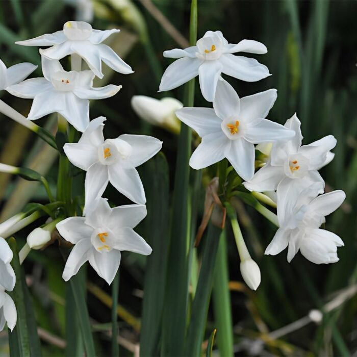 narciss-papyraceus-paperwhite-1-min Нарцис Papyraceus - Зображення 1