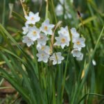 Нарцис Papyraceus - Зображення 2