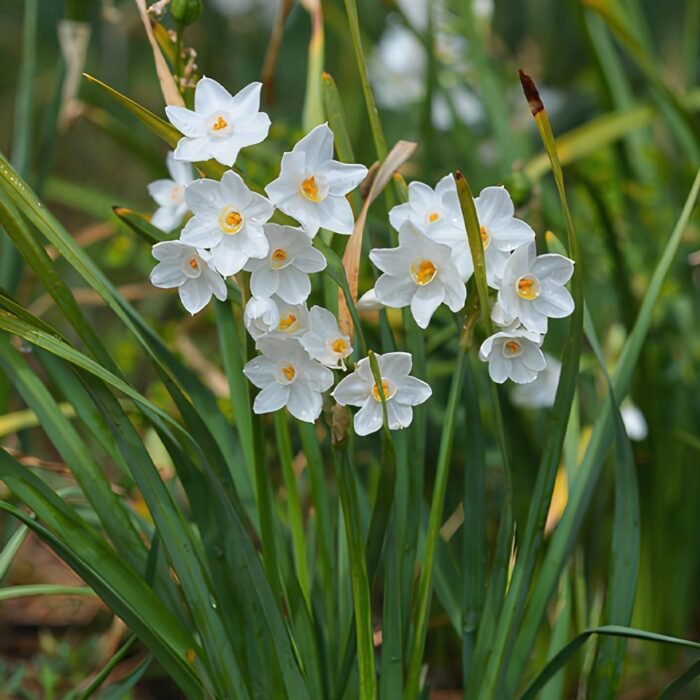 Нарцис Papyraceus - Зображення 2