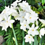 Нарцис таццета Nir