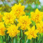 Нарцис Tete Boucle - Зображення 2