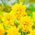 Нарцис Tete Boucle