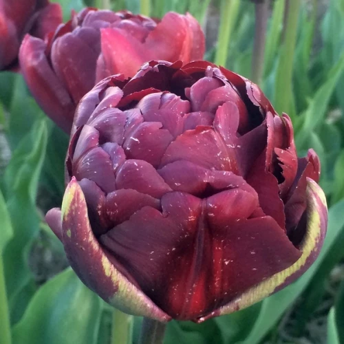 palmyra12-500x500 Тюльпан Palmyra - Зображення 1