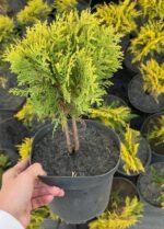 Туя західна “Мір’ям” С3 - Зображення 2