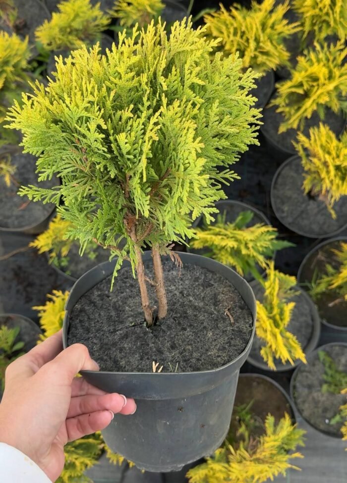 Туя західна “Мір’ям” С3 - Зображення 2