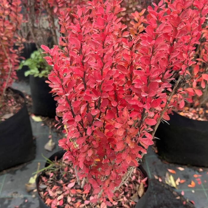 photo_2025-10-03_15-31-43 Барбарис Тунберга Erecta С7 - Зображення 1