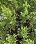 Туя західна Spiralis С7 - Зображення 2