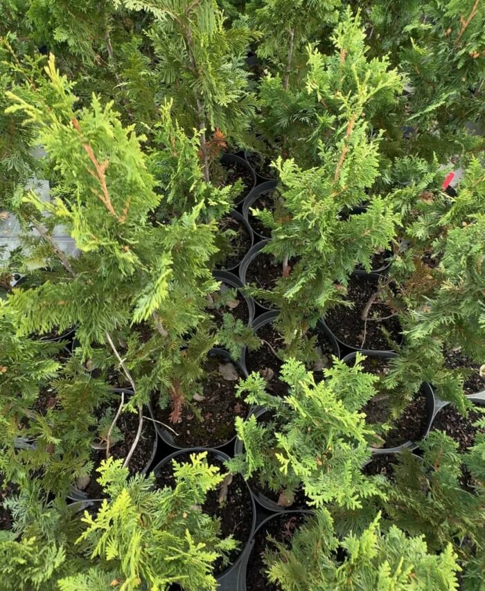 Туя західна Spiralis С7 - Зображення 2