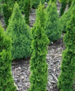 Туя західна Spiralis С7
