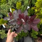 Скумпія шкіряна Purpureus