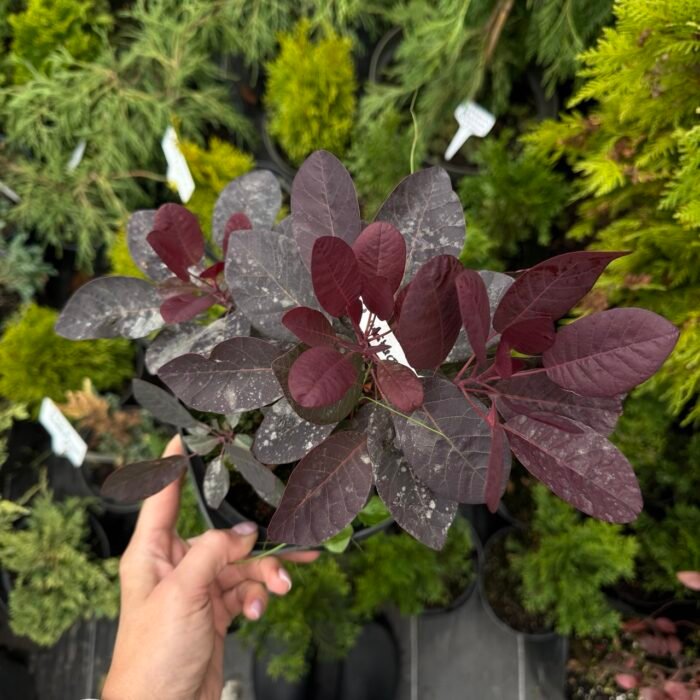 Скумпія шкіряна Purpureus - Зображення 1