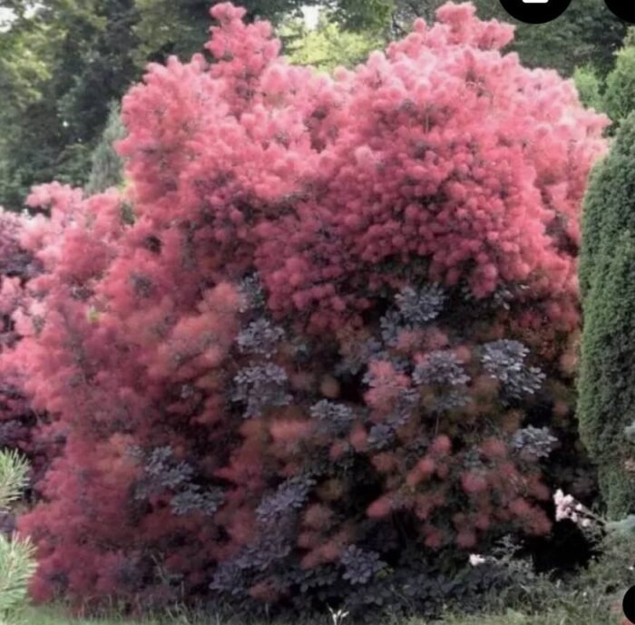 Скумпія шкіряна Purpureus - Зображення 2