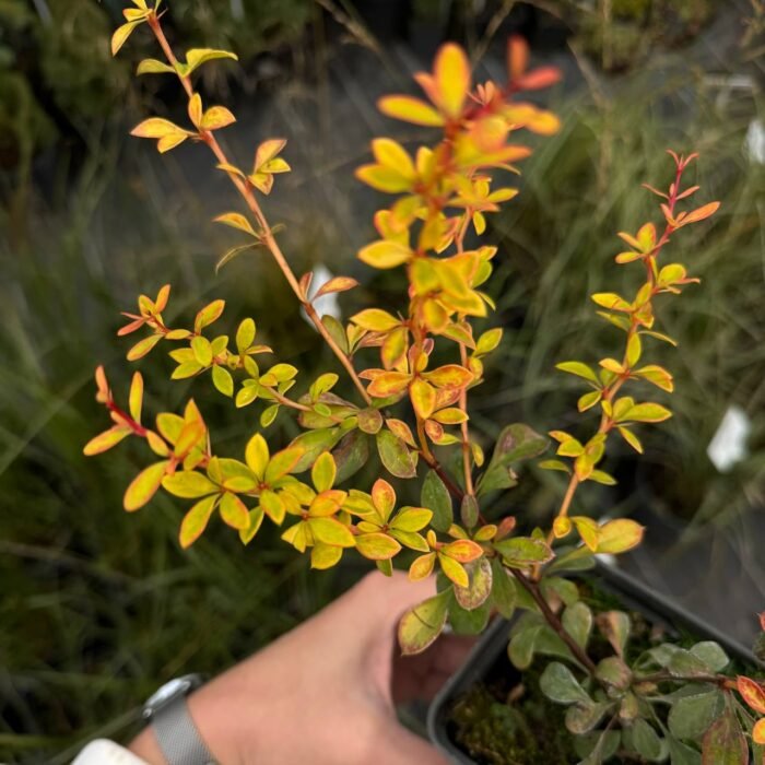 photo_2025-10-03_18-03-46 Барбарис Тунберга Голден Дрім - Зображення 1