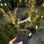 Барбарис Тунберга Голден Дрім - Зображення 2