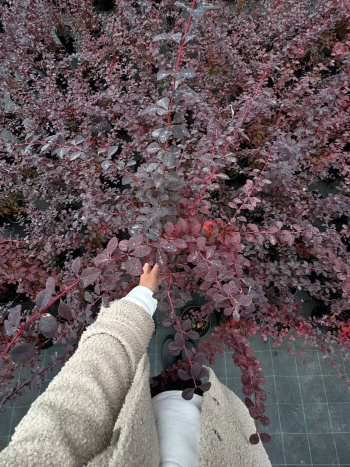 Барбарис оттавський «Аурікома» С3 - Зображення 3