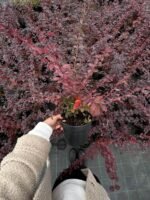 Барбарис оттавський «Аурікома» С3 - Зображення 2