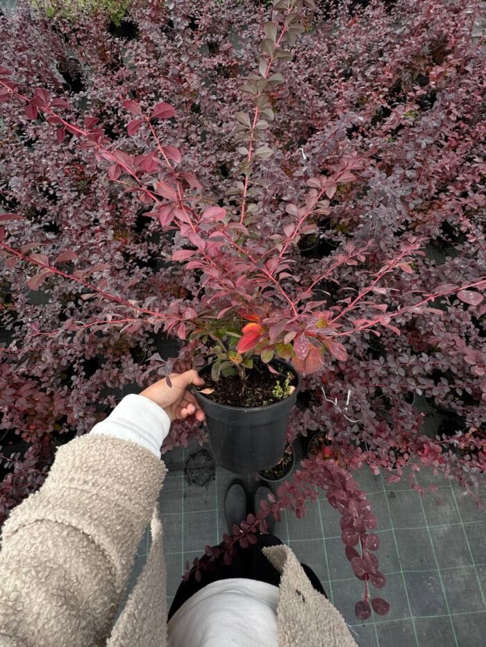 Барбарис оттавський «Аурікома» С3 - Зображення 2