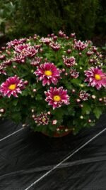 Хризантема саджанець Salto Violet Blanc - Зображення 2