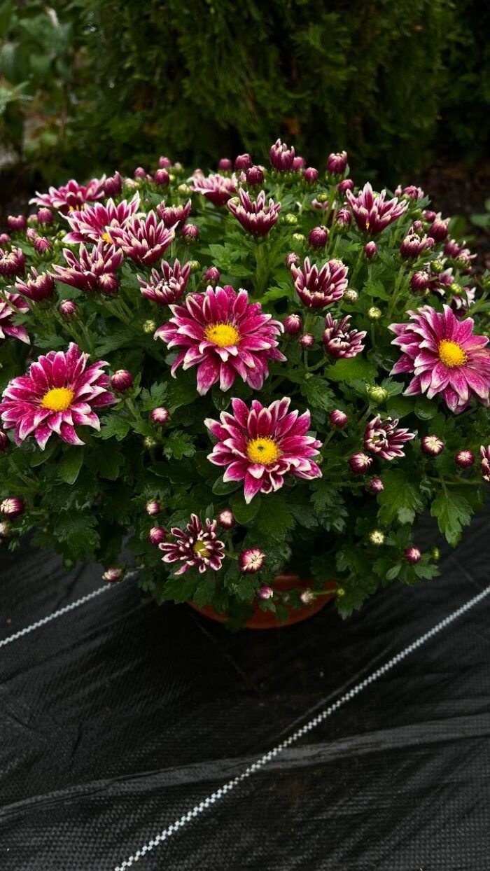 Хризантема саджанець Salto Violet Blanc - Зображення 2