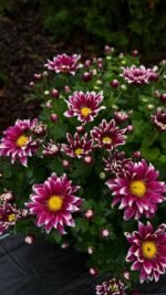 Хризантема саджанець Salto Violet Blanc - Зображення 3