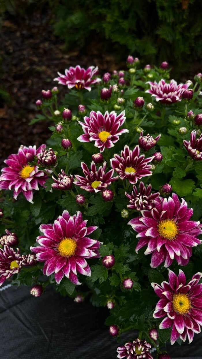 Хризантема саджанець Salto Violet Blanc - Зображення 3