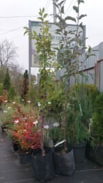 Слива Прайм-Тайм - Зображення 2