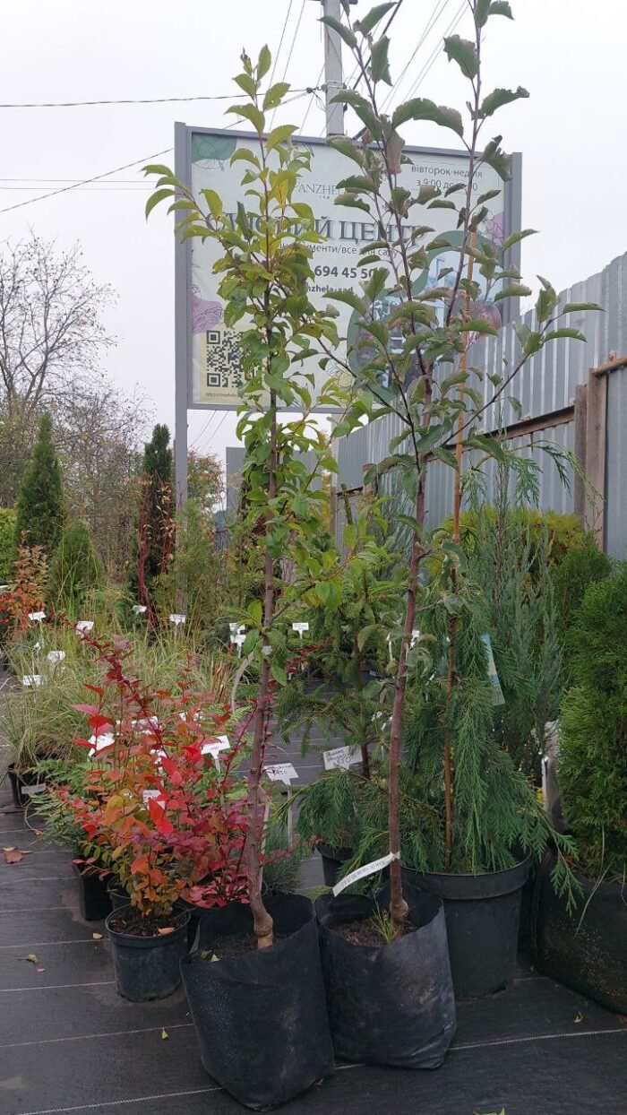 Слива Прайм-Тайм - Зображення 2