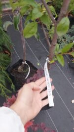 Слива Прайм-Тайм - Зображення 3