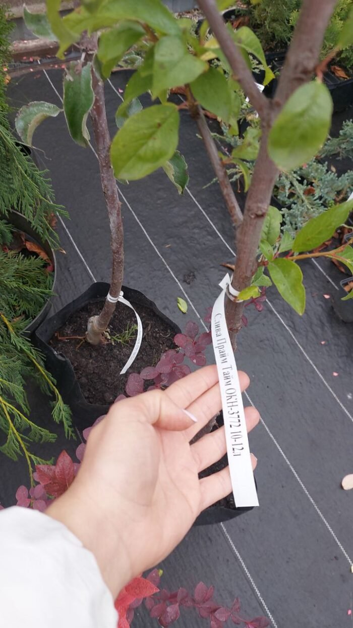 Слива Прайм-Тайм - Зображення 3