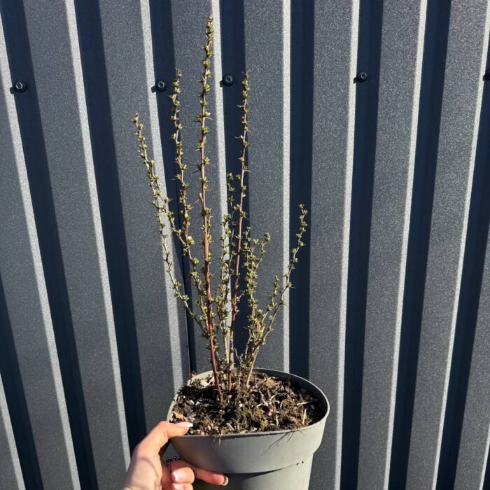 Барбарис Тунберга Erecta С3 - Зображення 2