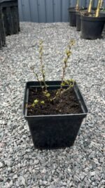 Барбарис Тунберга Голден Дрім С2 - Зображення 2