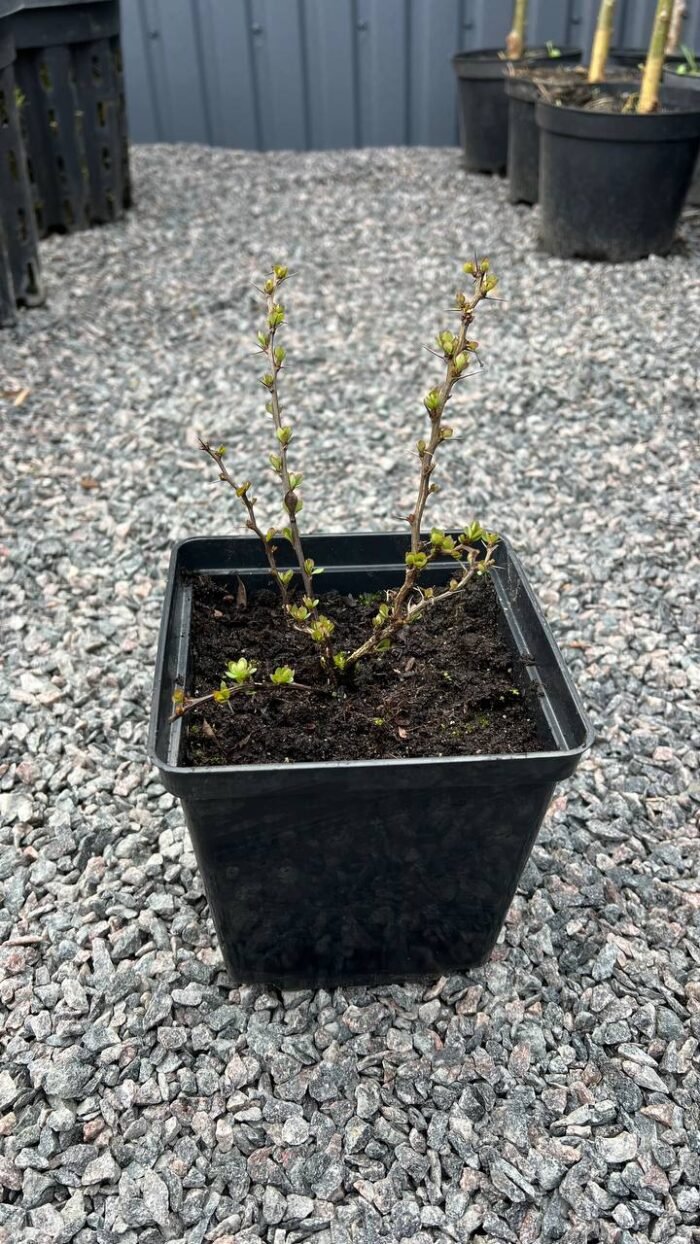 Барбарис Тунберга Голден Дрім С2 - Зображення 2