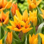 Тюльпан Praestans Shogun