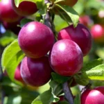 Слива Прайм-Тайм