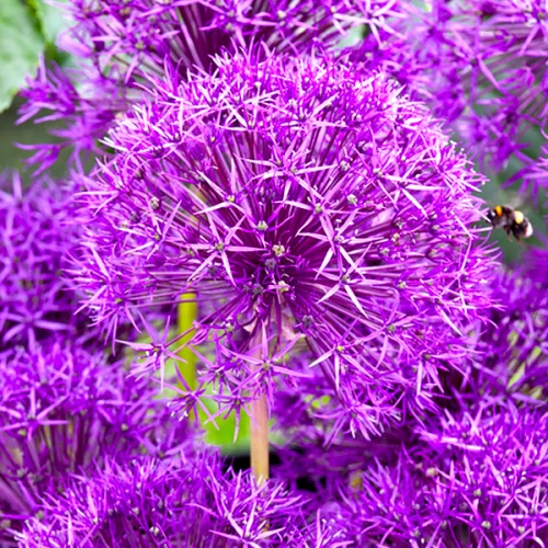 purple-rain-01+-500x500 Алліум Purple Rain 9+ - Зображення 1