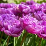 Тюльпан Blue Diamond