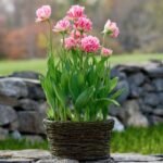 Тюльпан Crispion Sweet - Зображення 3