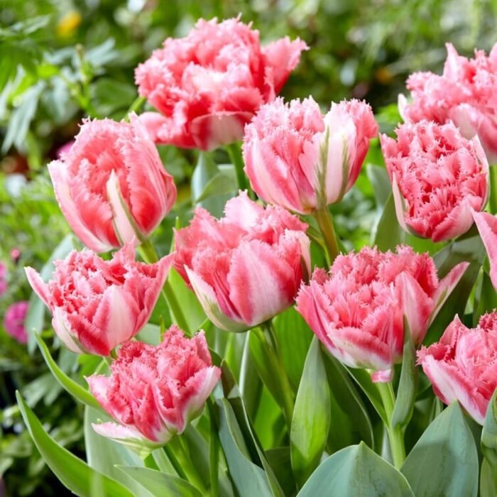 Тюльпан Crispion Sweet - Зображення 2