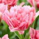 Тюльпан Crispion Sweet